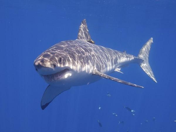 Great White Shark (Representational Picture) Great White Shark