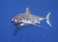Great White Shark
