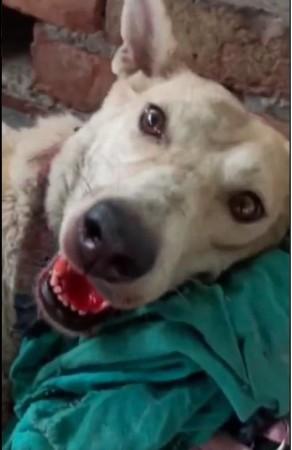 The female dog was hit on the mouth several times which led to bleeding The female dog tortured at SGACC died the same day