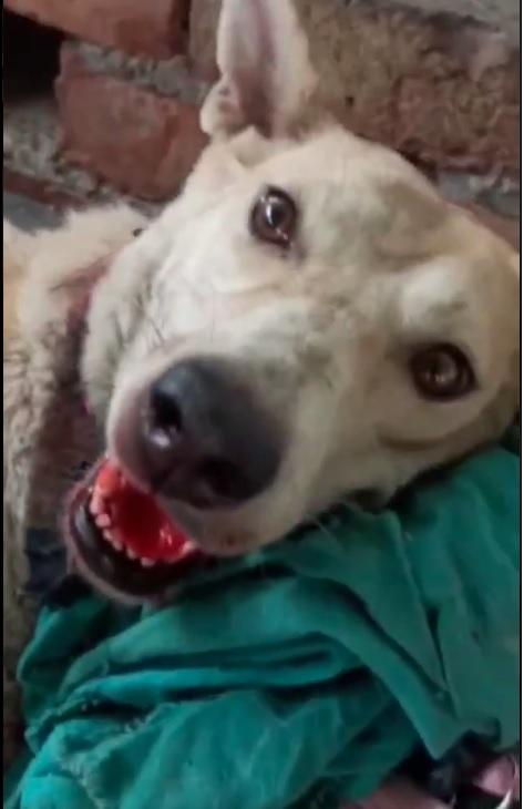 Maneka Gandhi's animal hospital staff tortures sick dog to death; even  tried to rape canine [shocking details] - IBTimes India