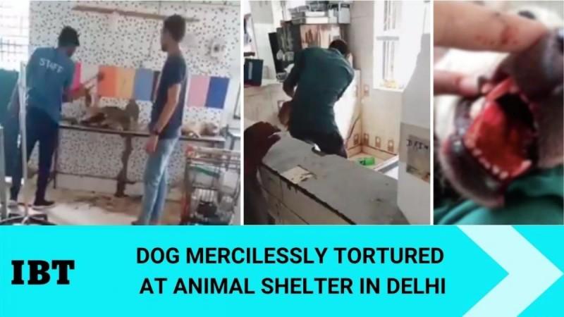 Dog thrashed against wall, tortured and likely raped by para vet staff in Delhi [watch]