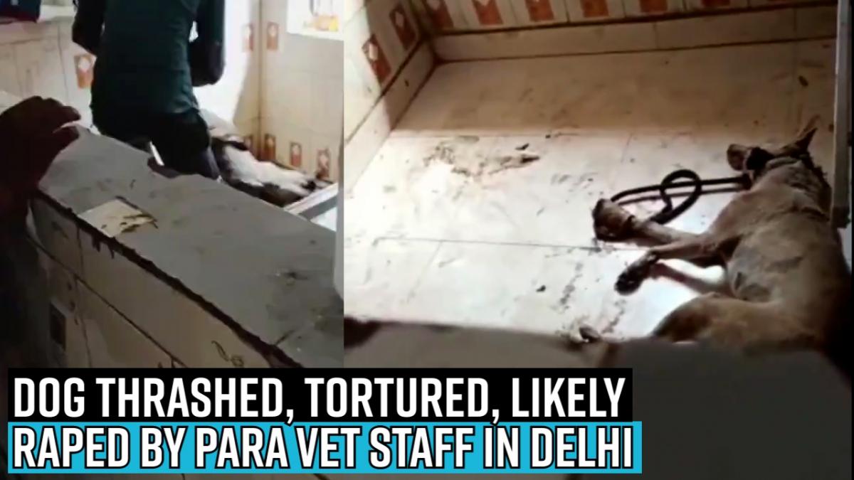 Dog thrashed against wall, tortured, likely raped by para vet staff in Delhi