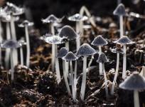 Shrooms