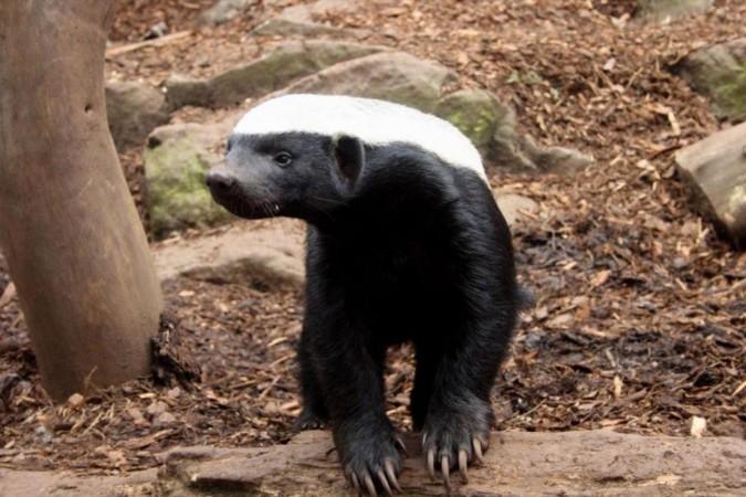 Rare honey badger spotted in Odisha