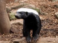 Rare honey badger spotted in Odisha