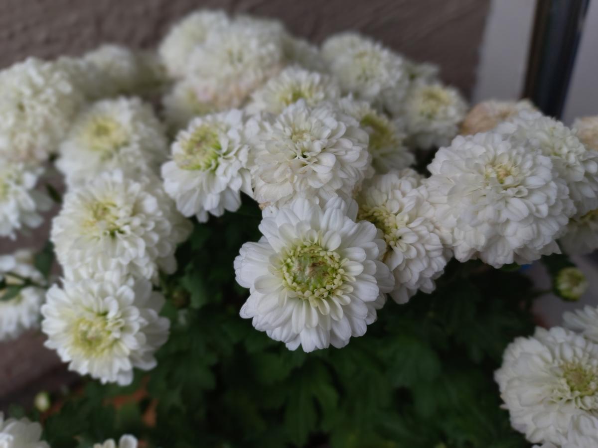 Samsung Galaxy M32 camera sample - Portrait Samsung Galaxy M32 camera sample