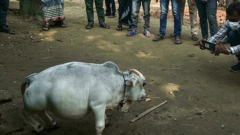 Rani , the dwarf cow