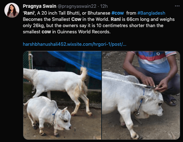 Rani , the dwarf cow