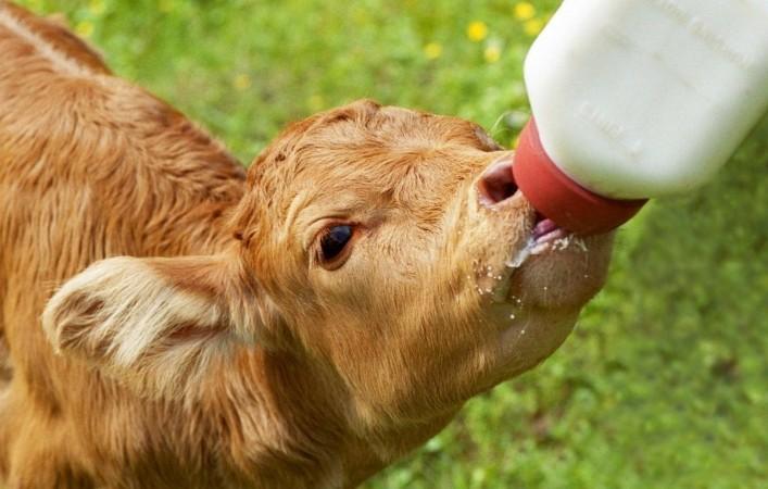 Representational image Calf
