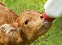 Calf