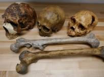 Fossils