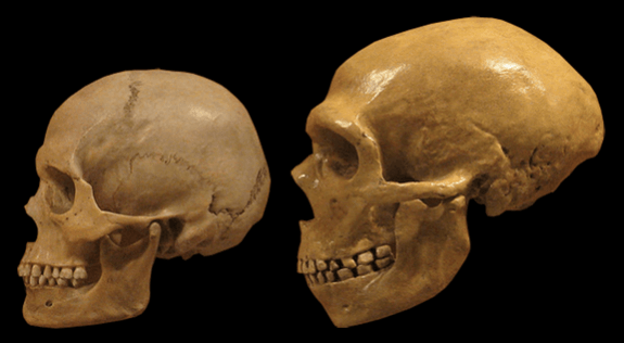 Comparison of human and neanderthal skulls (Representational Picture) Bones