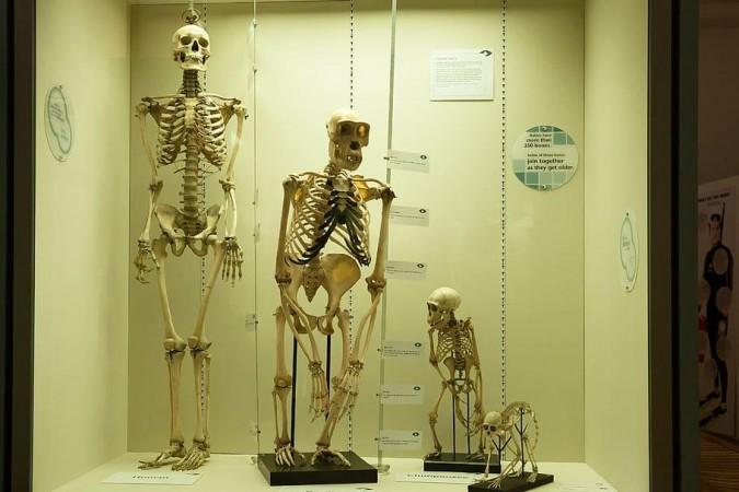 Comparison of skeletons of different species in the 'Homo' genus Bones