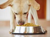 Dog food