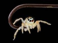 Unknown Jumping spider