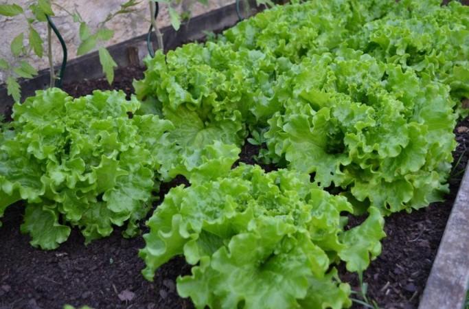 Lettuce plants (Representational Picture) Lettuce