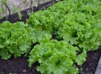 Lettuce