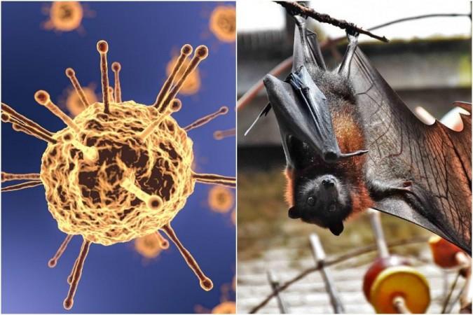 Representational Image Covid bat