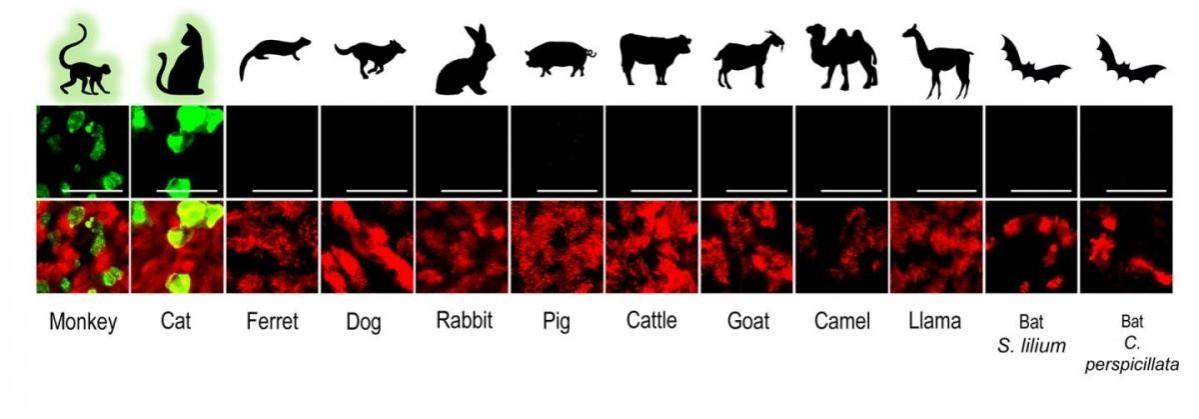 SARS-CoV-2 infected airway epithelial cell (AEC) cultures from diverse mammalian species. Only AEC cultures from Rhesus Macaques and cats show the presence of SARS-CoV-2 infected cells (green) 12 species