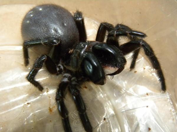 Southern tree-dwelling funnel-web spider/ Hadronyche cerberea (Representational Picture) Spider