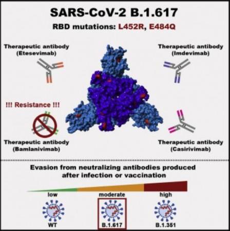 SARS-CoV-2 variant B.1.617 is resistant to bamlanivimab and evades antibodies induced by infection and vaccination Delta variant evasion
