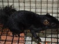 Kerala researchers upbeat after documenting 1st black palm squirrel in subcontinent