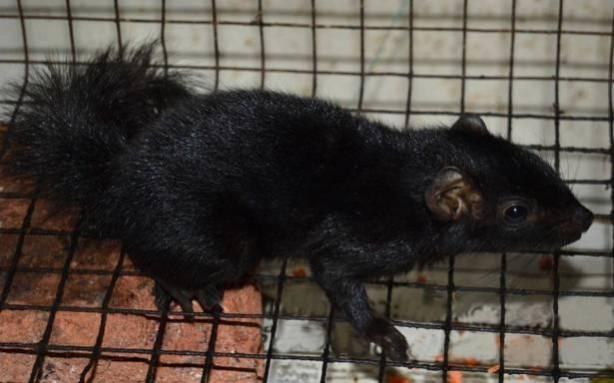 Kerala researchers upbeat after documenting 1st black palm squirrel in subcontinent