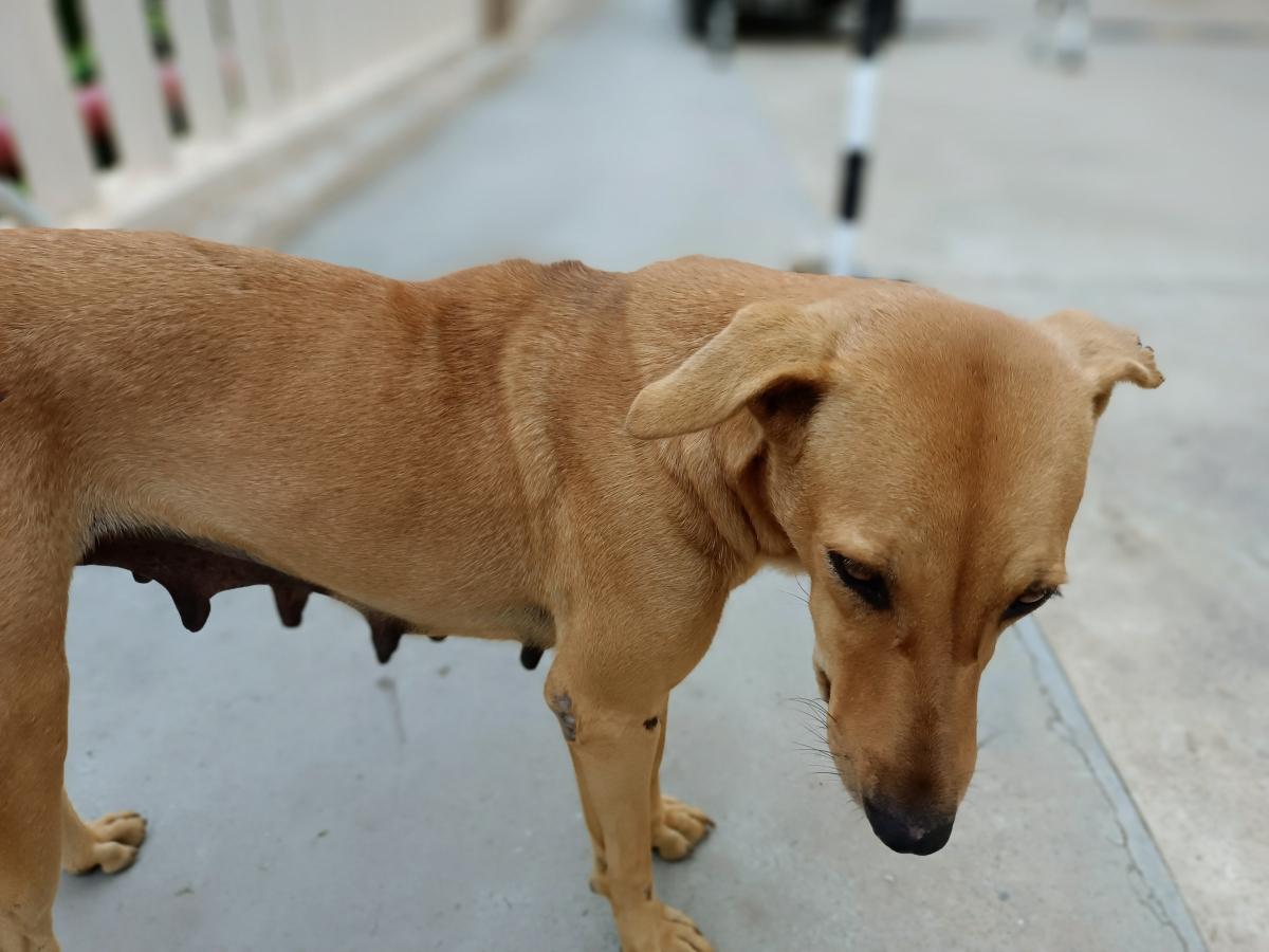 Vivo V21 camera sample Vivo V21 camera sample