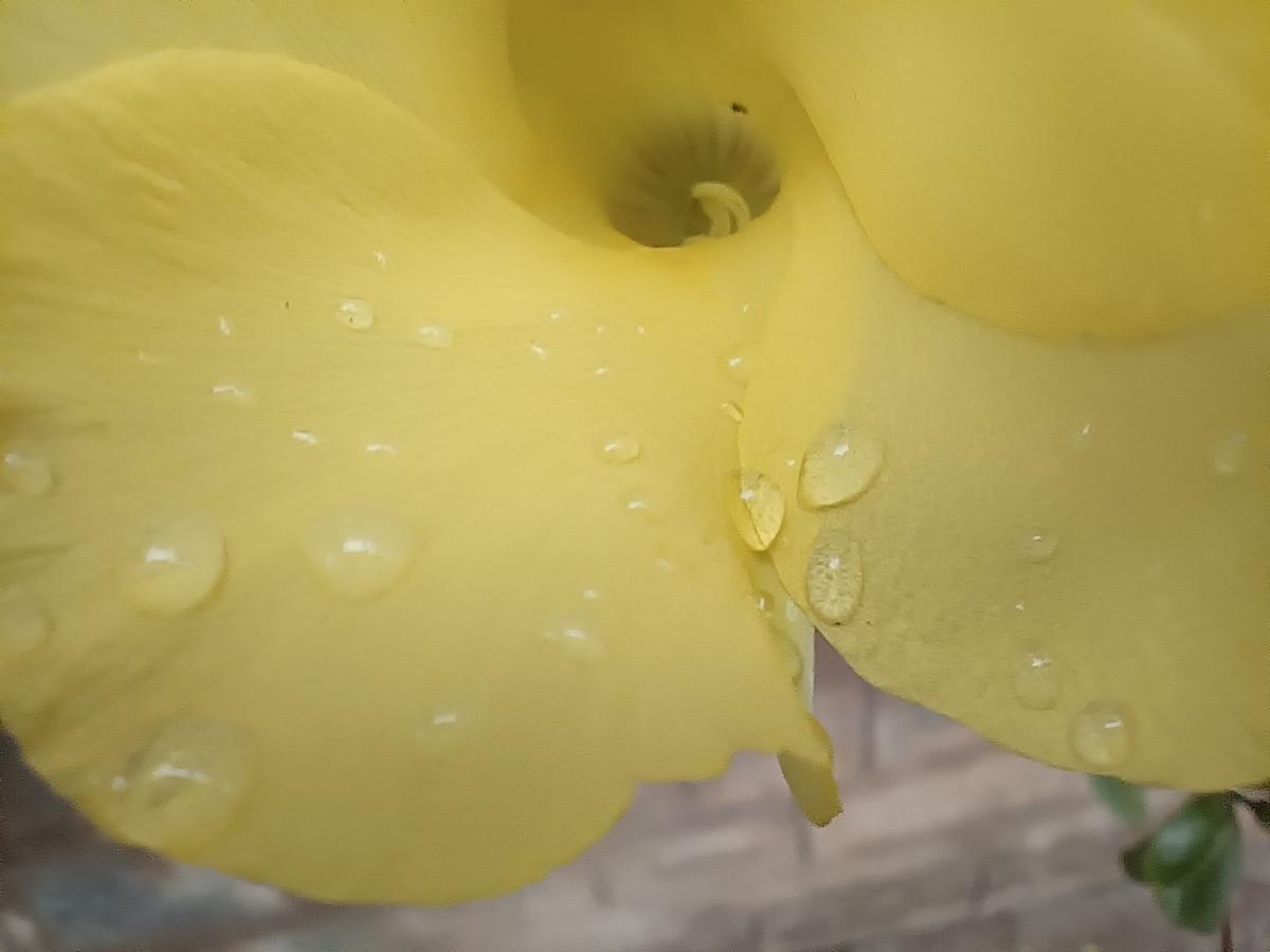 Vivo V21 camera sample - macro Vivo V21 camera sample