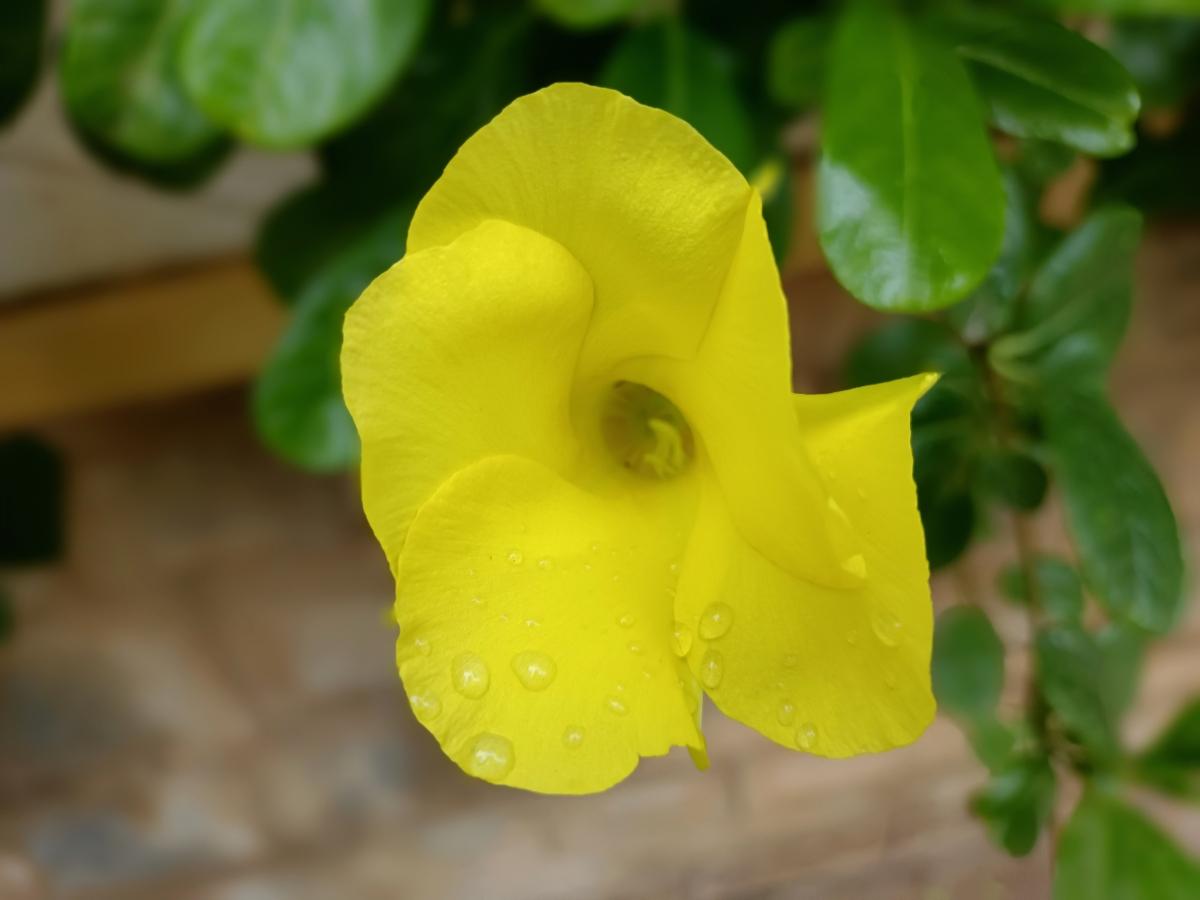 Vivo V21 camera sample - portrait Vivo V21 camera sample