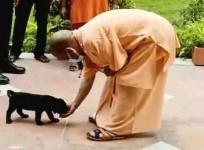 Yogi's pet dog Gullu