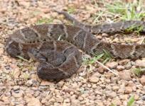 Bothrops atrox