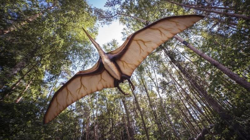 A pterosaur (Representational Picture) Pterosaur
