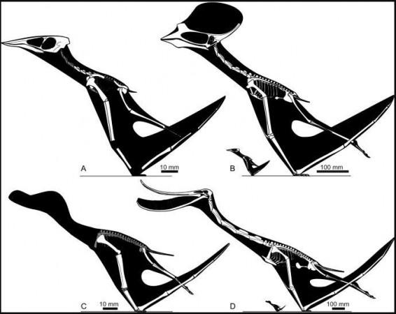 Skeletal restorations of pterosaur taxa (hatchlings and adults) used in this study. (A) Sinopterus dongi hatchling (based on IVPP V-14377); (B) S. dongi hatchling compared to adult (adult based on Sinopterus benxiensis holotype, BXGM V0011); (C) Pterodaustro guinazui hatchling (based on MHIN-UNSL-GEO-V 241); (D) hatchling compared with adult (adult modified from a skeletal restoration in74). White shading indicates well-represented bones requiring no or only minimal reconstruction, grey shading indicates elements which are represented in fossils but are difficult to reconstruct accurately Pterosaur