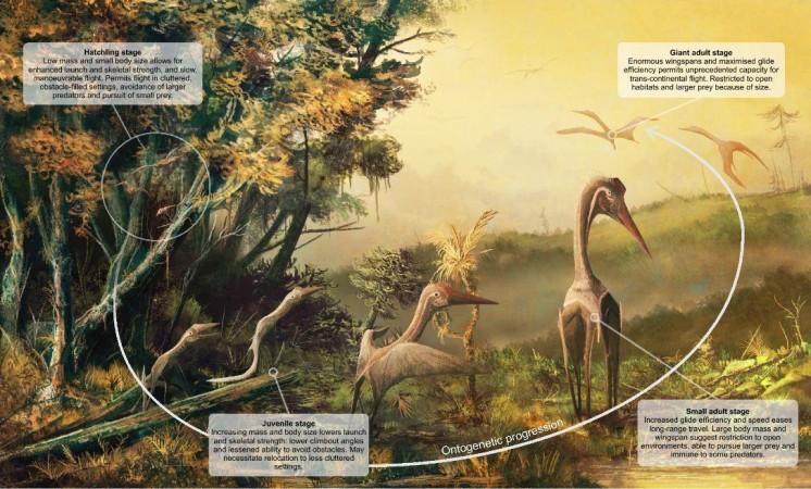 Visual summary of how basic, size-dependent flight parameters (wing loading, wingspan and aspect ratio) could have influenced pterosaur ecology throughout ontogeny. The animals shown here are giant azhdarchids, species which likely had the largest ontogenetic mass differentials of any pterosaurs (see text) and thus potentially the broadest ecological range across their various growth stages. Pterosaur