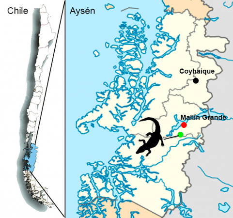 Map of Chile indicating the place where Burkesuchus mallingrandensis was found Crocodile Fossil