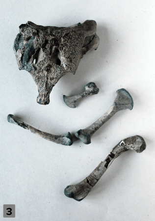 Bones collected from Burkesuchus mallingrandensis Crocodile Fossil