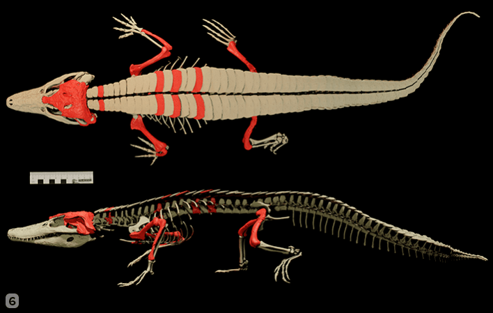 Reconstruction of the skeleton of Burkesuchus mallingrandensis - the bones found are indicated in red Crocodile Fossil