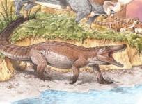 Crocodile Fossil
