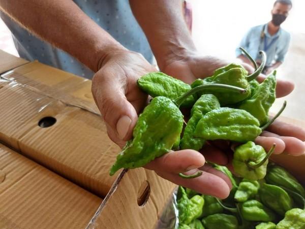 'Bhut Jolokia' chilli now heads to London 'Bhut Jolokia' chilli now heads to London