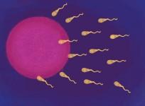 Fertilization