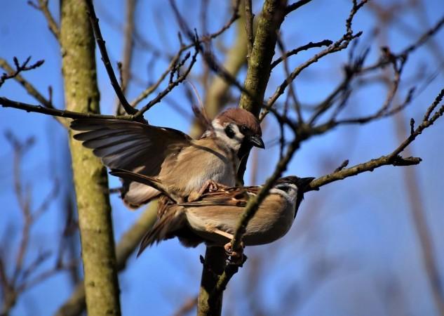 Male and female sparrows (Representational Picture) Sparrow