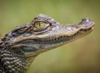 Alligator