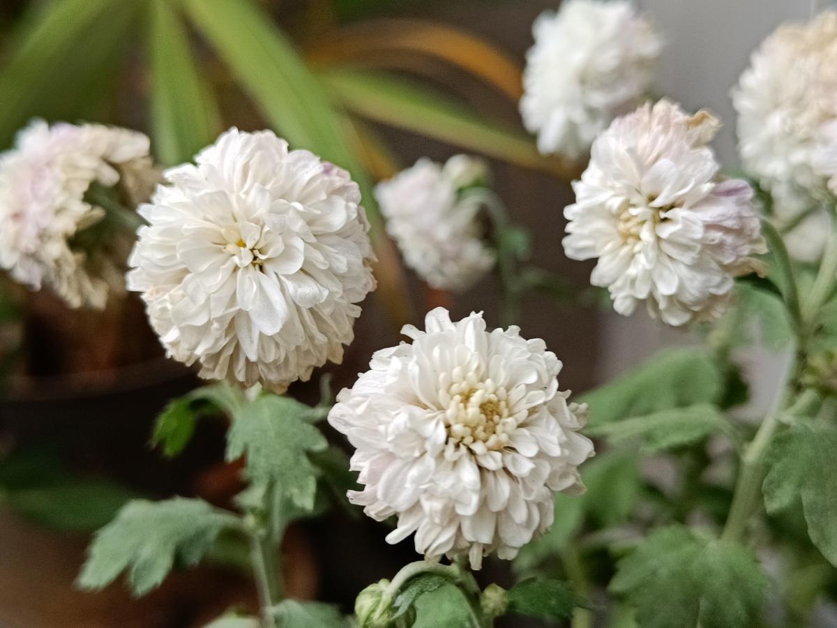 OnePlus Nord 2 camera sample