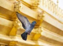 Bird