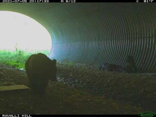 Bear walking into the tunnel as the man lays sleeping Bear Encounter