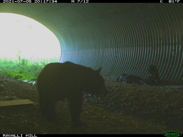 Bear walking past the sleeping man Bear Encounter