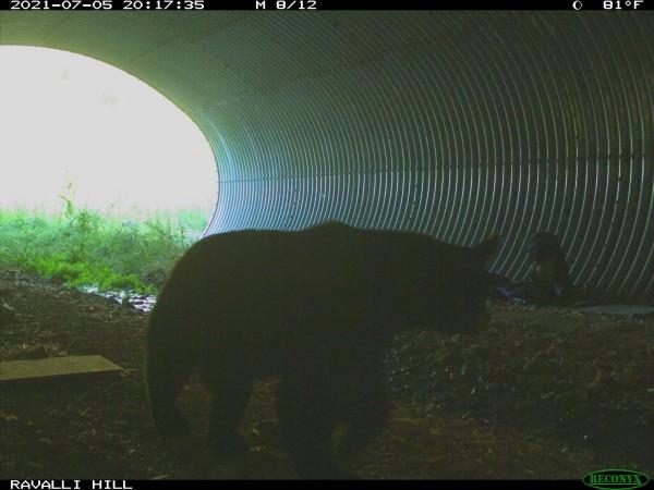 Bear glancing at the hitchhiker before walking away Bear Encounter