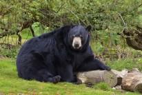 American Black bear