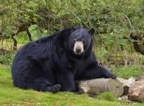 American Black bear